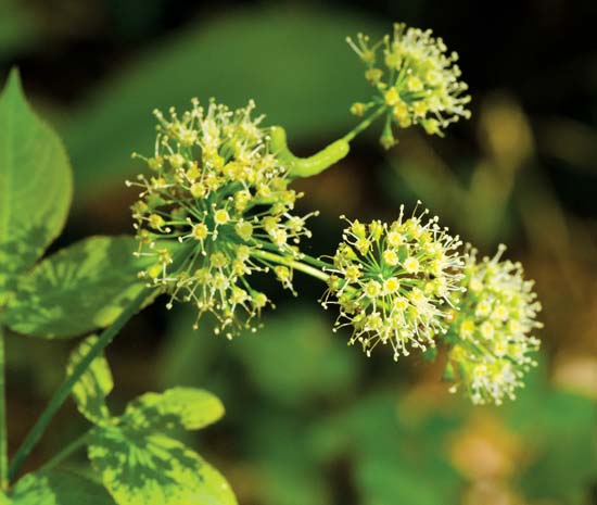 Medicinal Uses Of Sarsaparilla Mother Earth Gardener